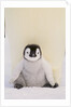 Emperor Penguin Protecting Offspring from the Cold by Anonymous
