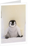 Emperor Penguin Protecting Offspring from the Cold by Anonymous