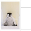 Emperor Penguin Protecting Offspring from the Cold by Anonymous