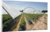 Strawberry Farm in England by Anonymous