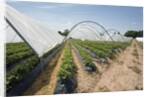 Strawberry Farm in England by Anonymous