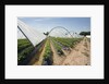 Strawberry Farm in England by Anonymous