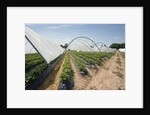 Strawberry Farm in England by Anonymous