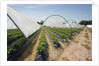 Strawberry Farm in England by Anonymous