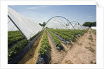 Strawberry Farm in England by Anonymous
