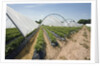 Strawberry Farm in England by Anonymous