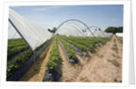 Strawberry Farm in England by Anonymous