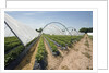 Strawberry Farm in England by Anonymous