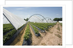 Strawberry Farm in England by Anonymous