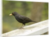 Male Blackbird Sitting on a Garden Rail in the Rain by Anonymous