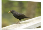 Male Blackbird Sitting on a Garden Rail in the Rain by Anonymous