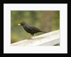 Male Blackbird Sitting on a Garden Rail in the Rain by Anonymous