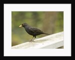 Male Blackbird Sitting on a Garden Rail in the Rain by Anonymous