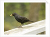 Male Blackbird Sitting on a Garden Rail in the Rain by Anonymous