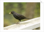 Male Blackbird Sitting on a Garden Rail in the Rain by Anonymous