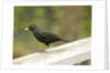 Male Blackbird Sitting on a Garden Rail in the Rain by Anonymous