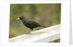 Male Blackbird Sitting on a Garden Rail in the Rain by Anonymous