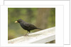 Male Blackbird Sitting on a Garden Rail in the Rain by Anonymous