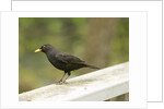 Male Blackbird Sitting on a Garden Rail in the Rain by Anonymous