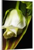 White Rose by Anonymous
