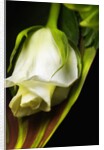 White Rose by Anonymous