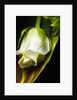 White Rose by Anonymous