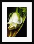 White Rose by Anonymous