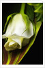 White Rose by Anonymous