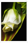 White Rose by Anonymous