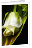 White Rose by Anonymous