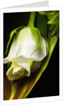 White Rose by Anonymous