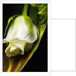 White Rose by Anonymous