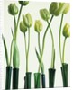 Green Tulips in Vases by Anonymous