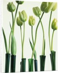 Green Tulips in Vases by Anonymous