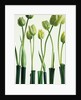 Green Tulips in Vases by Anonymous