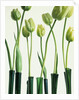 Green Tulips in Vases by Anonymous