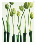 Green Tulips in Vases by Anonymous