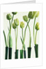 Green Tulips in Vases by Anonymous
