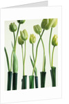 Green Tulips in Vases by Anonymous