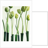 Green Tulips in Vases by Anonymous