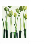 Green Tulips in Vases by Anonymous