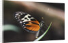 Hecales Longwing Butterfly Laying Egg by Anonymous