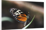 Hecales Longwing Butterfly Laying Egg by Anonymous