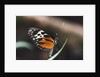 Hecales Longwing Butterfly Laying Egg by Anonymous