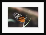 Hecales Longwing Butterfly Laying Egg by Anonymous