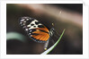 Hecales Longwing Butterfly Laying Egg by Anonymous