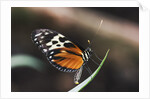 Hecales Longwing Butterfly Laying Egg by Anonymous