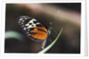 Hecales Longwing Butterfly Laying Egg by Anonymous
