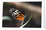 Hecales Longwing Butterfly Laying Egg by Anonymous