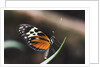 Hecales Longwing Butterfly Laying Egg by Anonymous